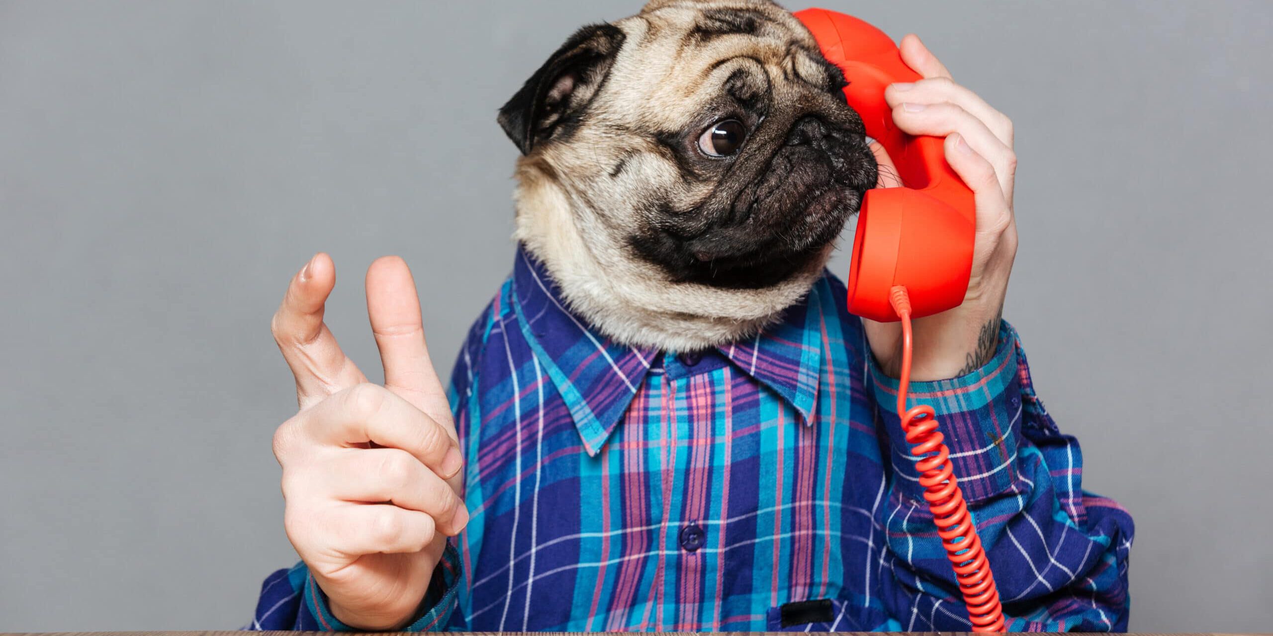 Amazed man with pug dog head talking on telephone