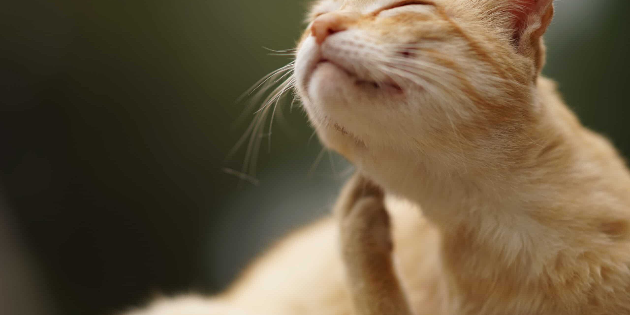 Cat paw scratches behind the ear, outdoor closeup portrait. Fleas and ticks in domestic animals