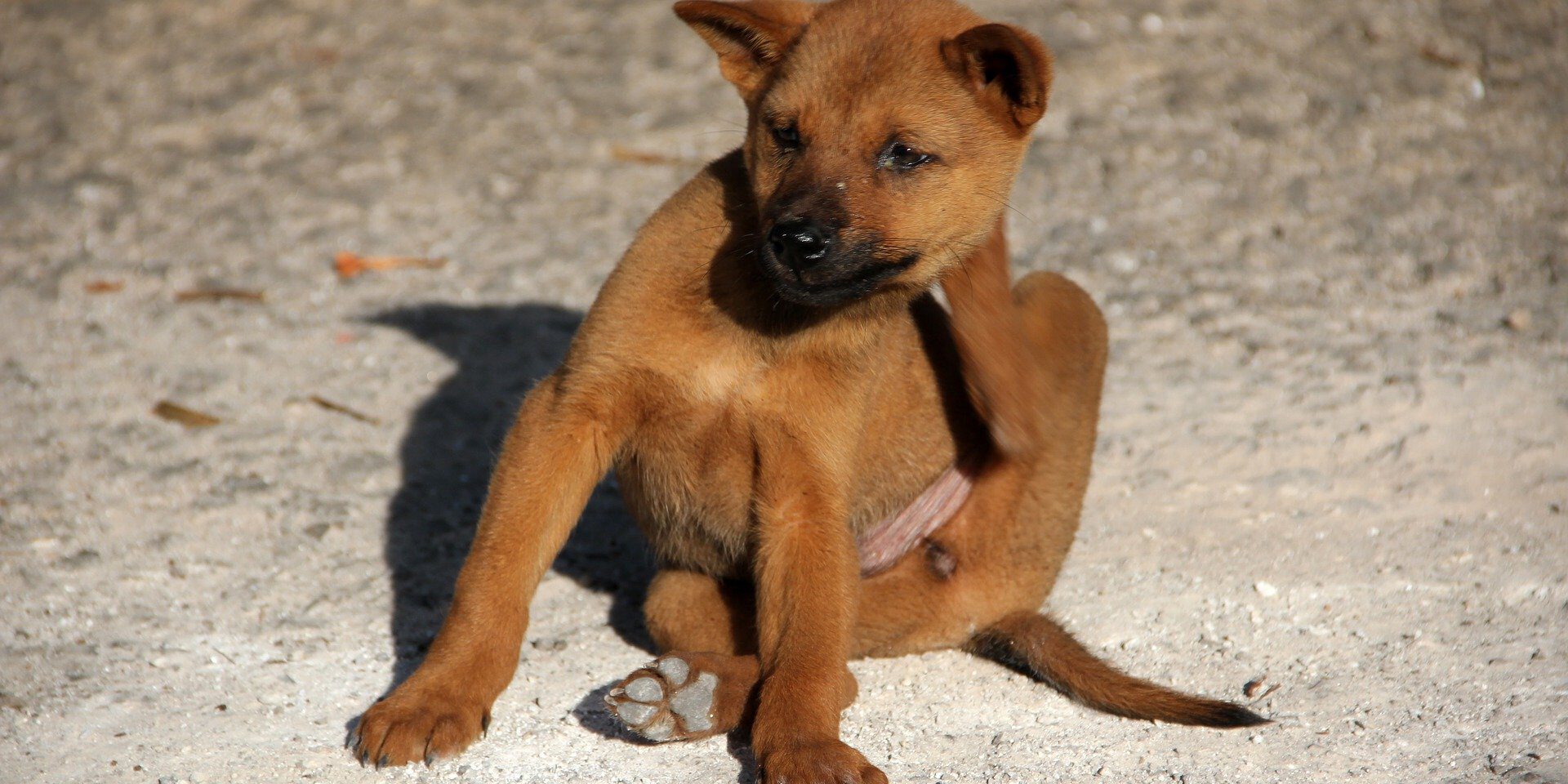 Hund Juckreiz Flöhe Juckreiz