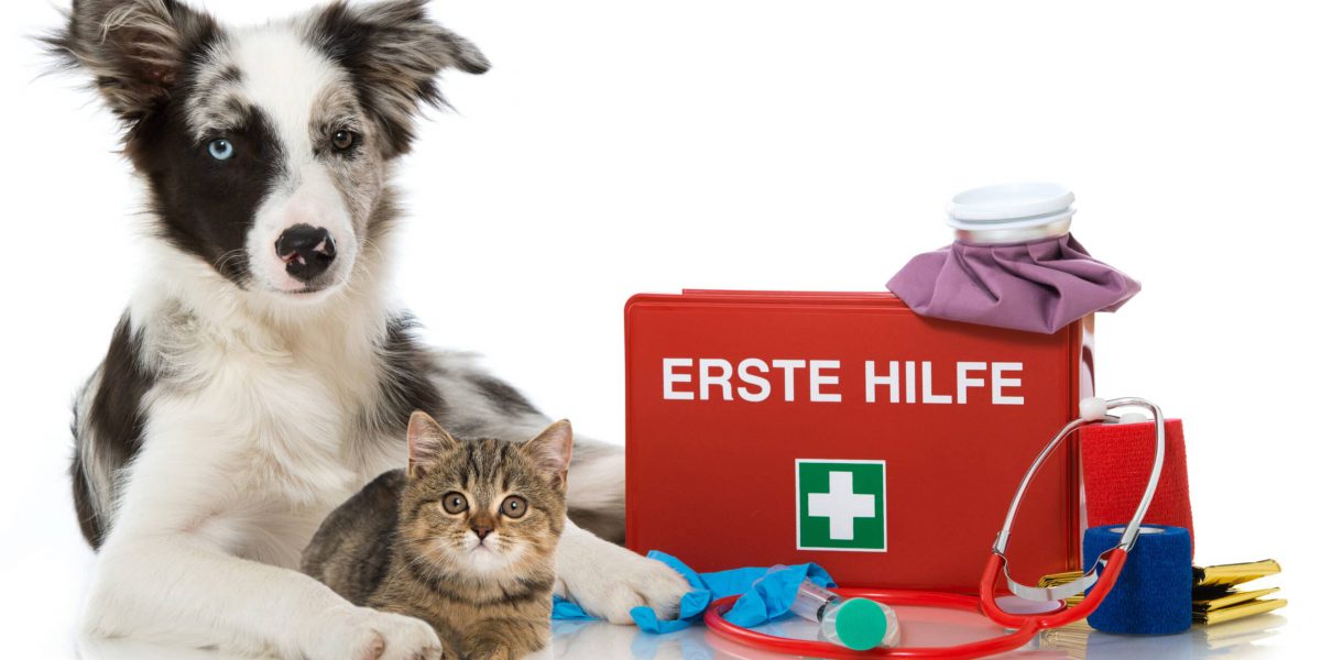 Junger Border Collie mit Erste Hilfe Koffer