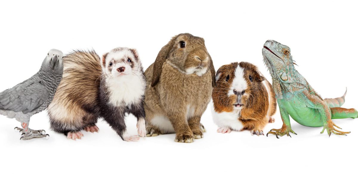 Row of five common small domestic pets sitting together over white - bird, ferret, bunny, guinea pig and iguana lizard