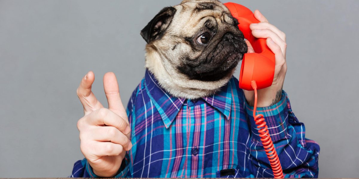 Amazed man with pug dog head in checkered shirt talking on telephone over grey background