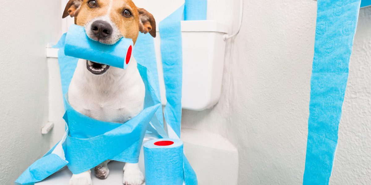 jack russell terrier, sitting on a toilet seat with digestion problems or constipation looking very sad and toilet paper rolls everywhere one  roll in mouth