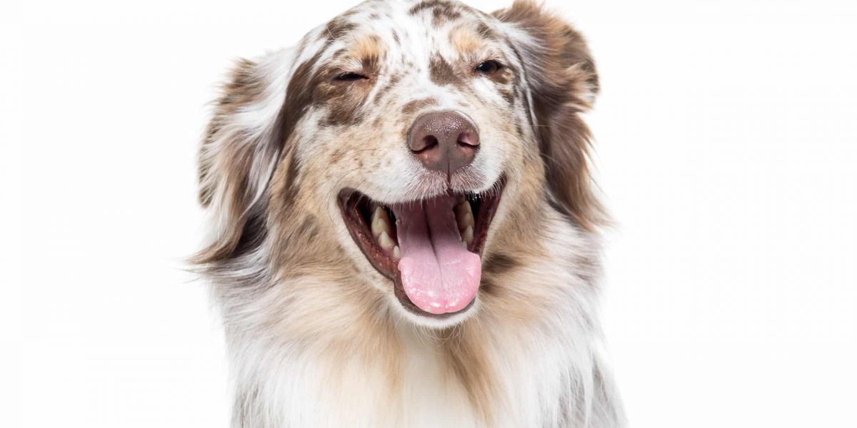 Australian Shepherd dog sitting isolated in white background laughing