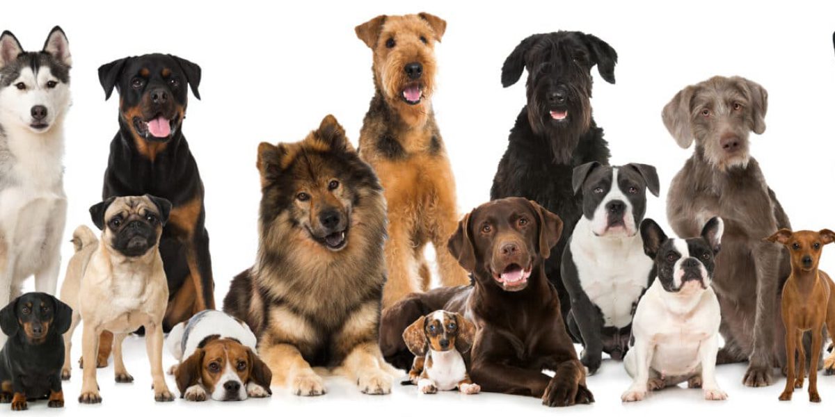 Verschiedene Rassehunde