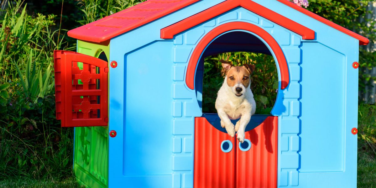 Jack Russell Terrier playing at garden