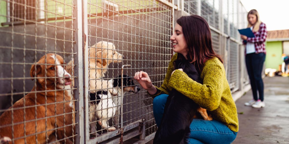 Young woman with worker choosing which dog to adopt from a shelter.