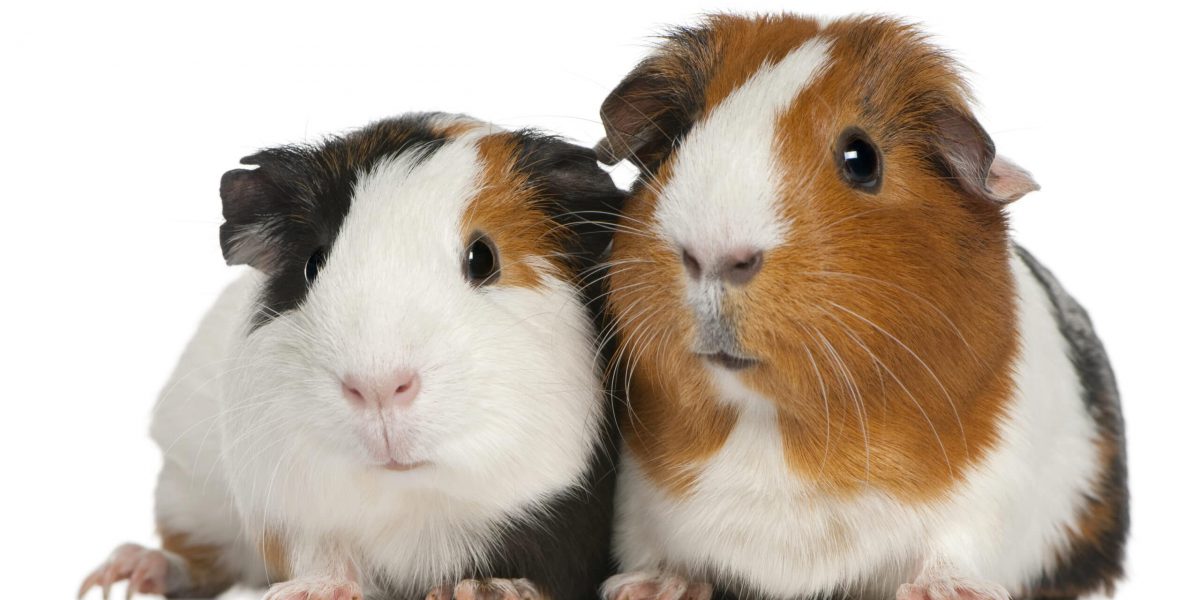 Guinea pigs, 3 years old, lying in front of white background