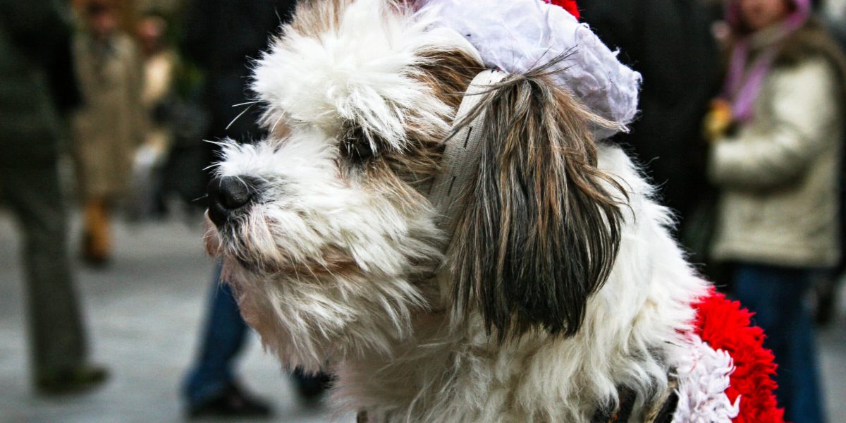 sitting dog with Santa costume at Nuremberg Christmas Market having a little smile and looking to the left for his owner