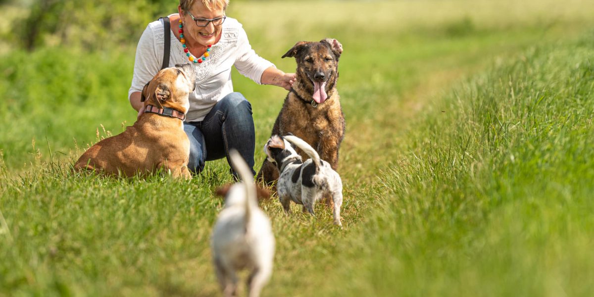 Dog sitter walks  with many dogs on a leash. Dog walker with different dog breeds in the beautiful nature