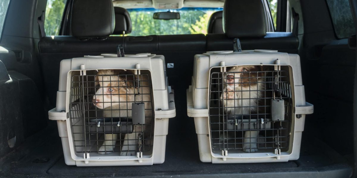 Two cages for the transport of animals in the trunk of the car. Inside are two puppies. Transportation of live animals.