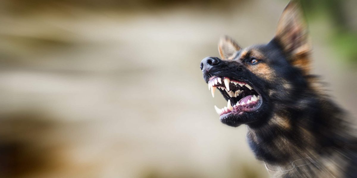 Aggressive dog shows dangerous teeth. German sheperd attack head detail. Dogs close up banner or panorama.