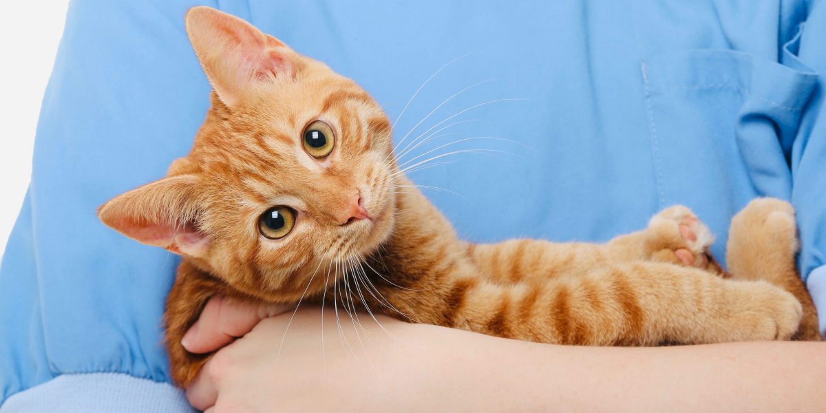 Person holding a beautiful lovely kitten