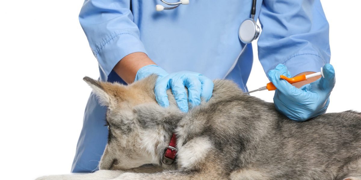 Veterinarian microchipping cute puppy on white background