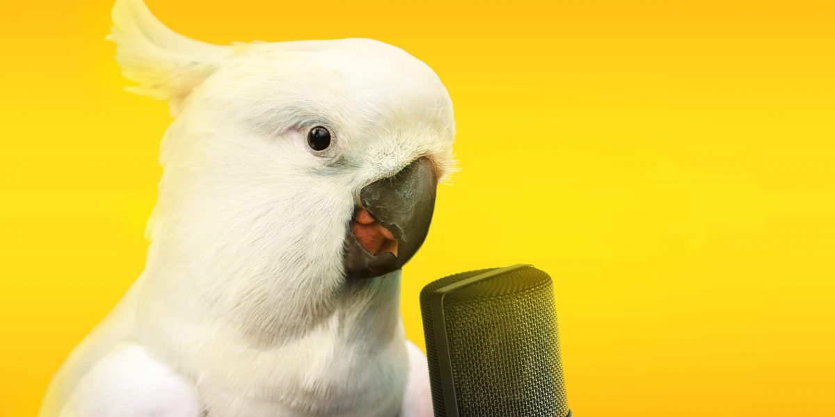 Cockatoo parrot talking with a microphone. Advertisement concept with wide copy space for text.