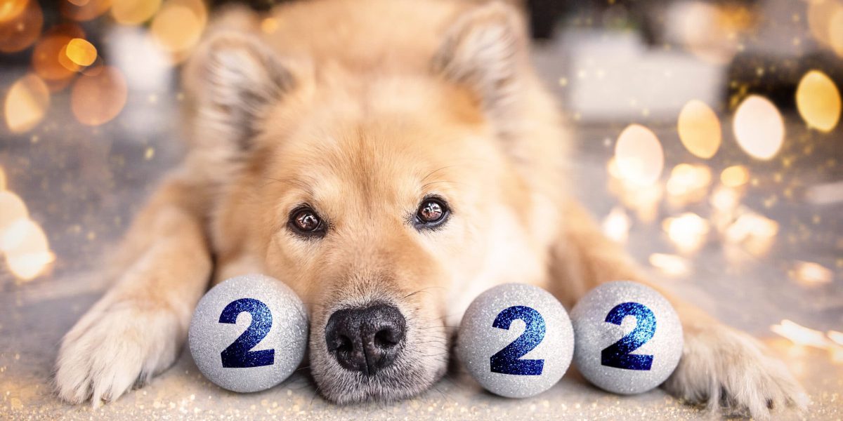 Hundenase mit Kugeln zu Silvester & Neujahr 2022