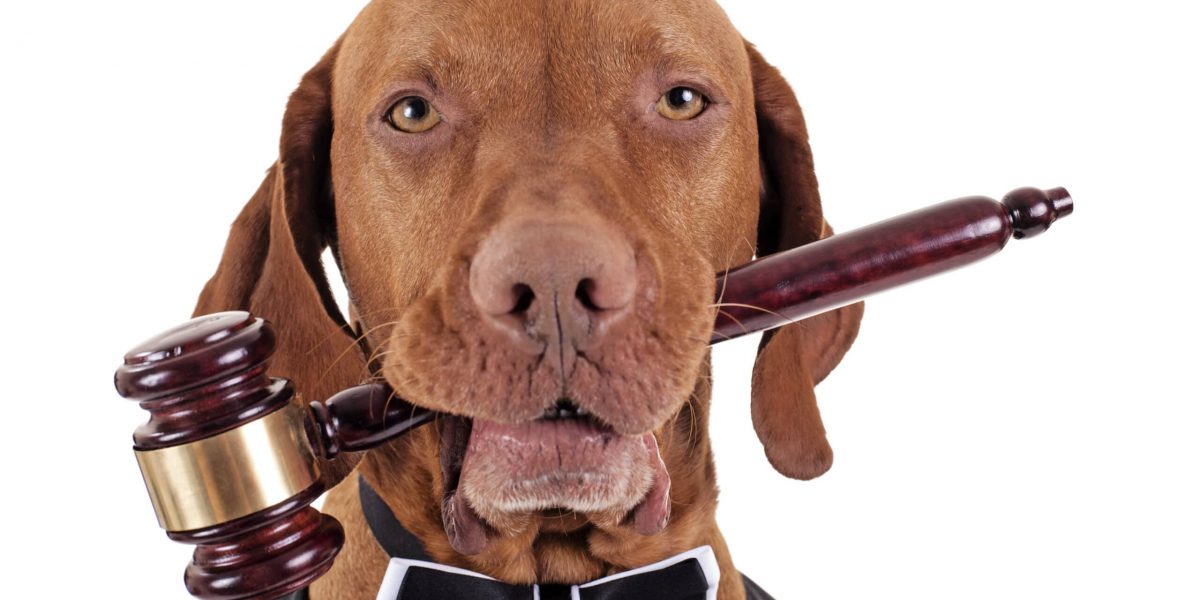 golden color pure breed vizsla dog holding a wooden gavel in mouth isolated on white background