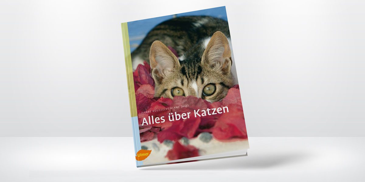 Alles über Katzen