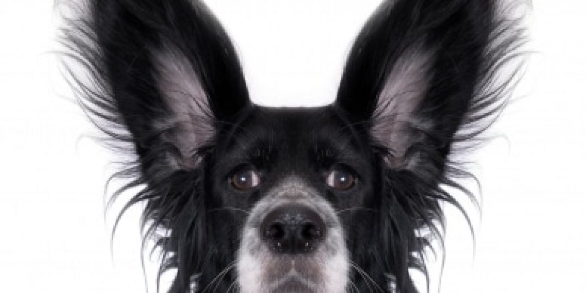 HalloweenHund