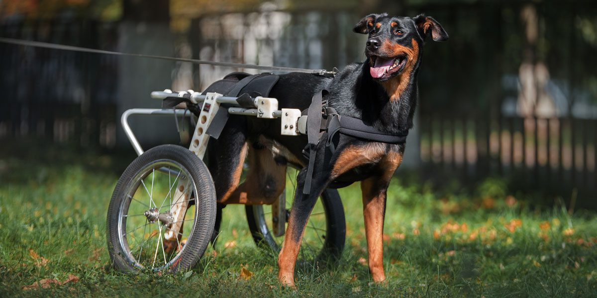 Handicap Hunde