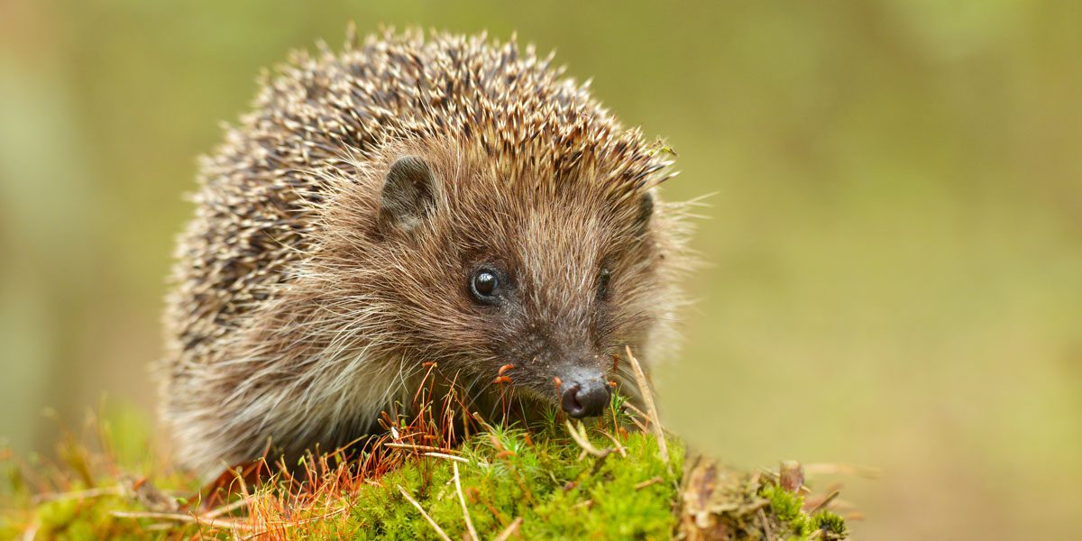 Hilfe für Igel