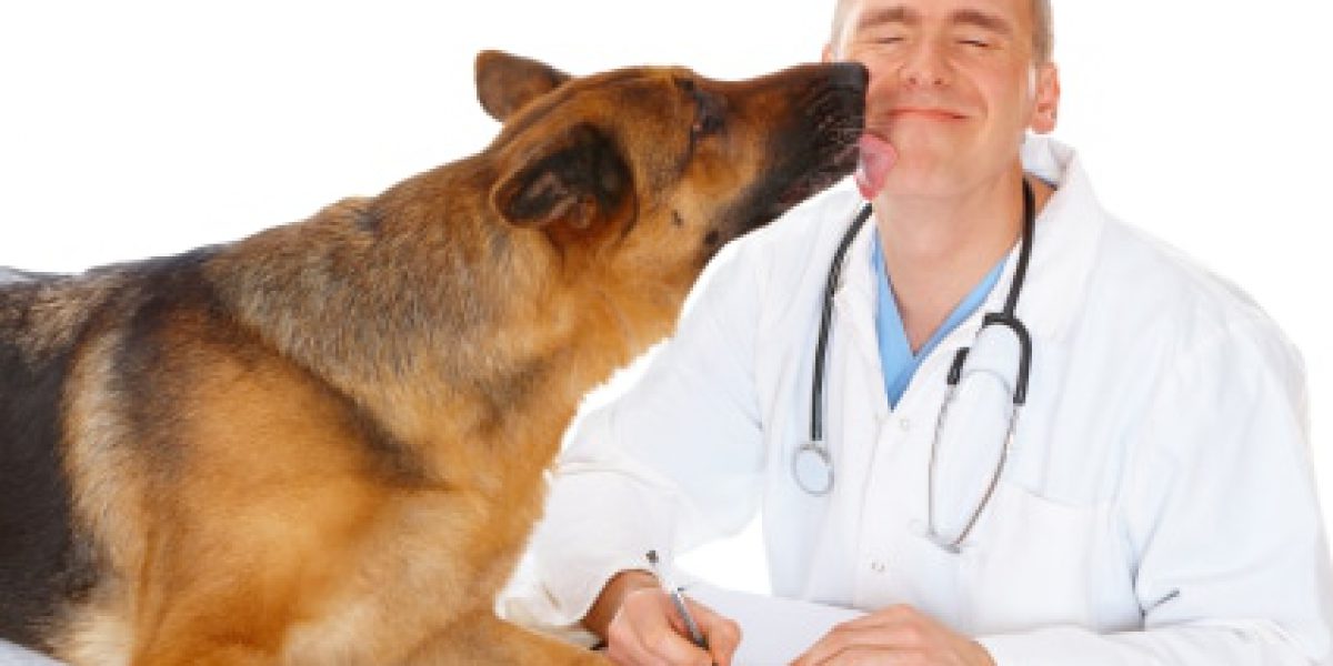 Hund, Tierarzt, Kleintierpraxis Kapellen