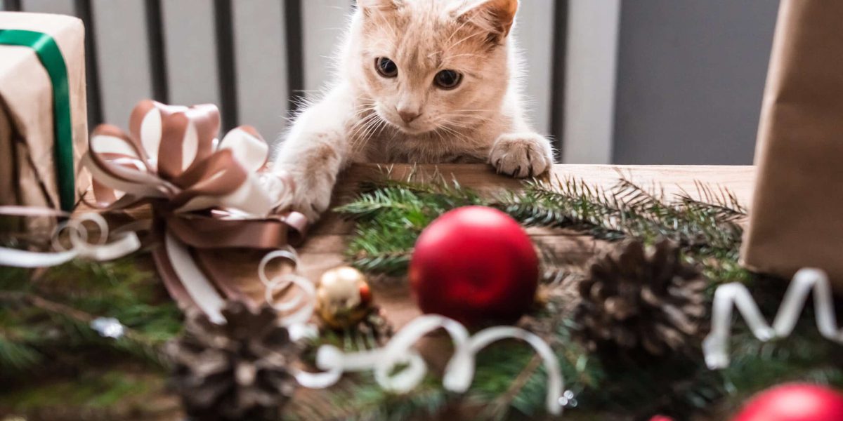 Kitten playing with christmas toys.
