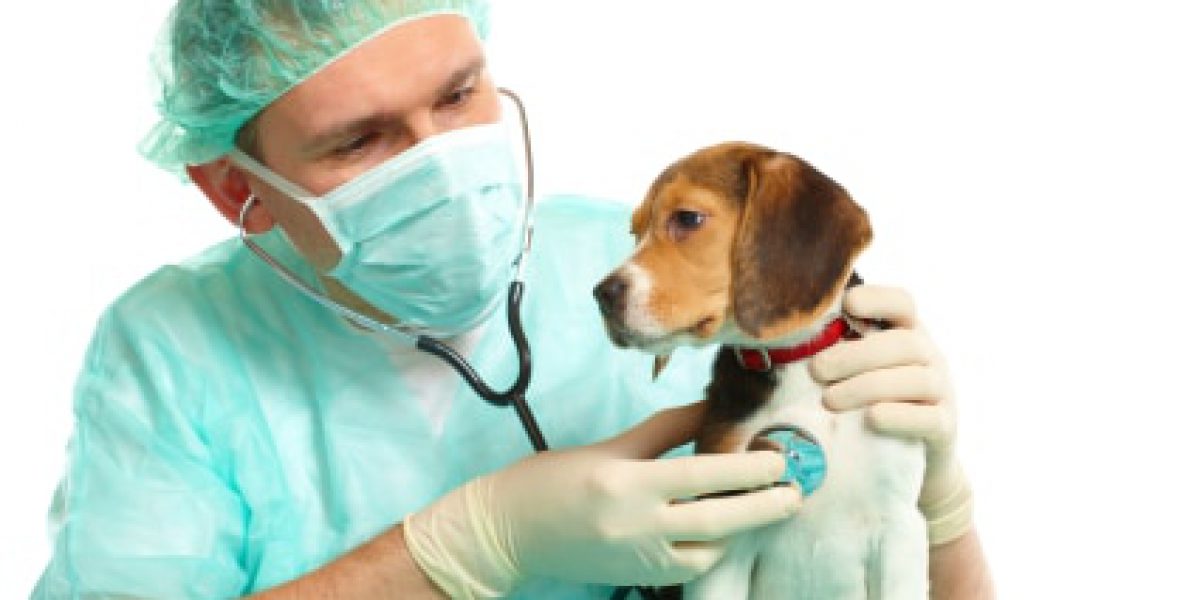 Veterinarian surgeon doctor making a checkup of a begle puppy dog